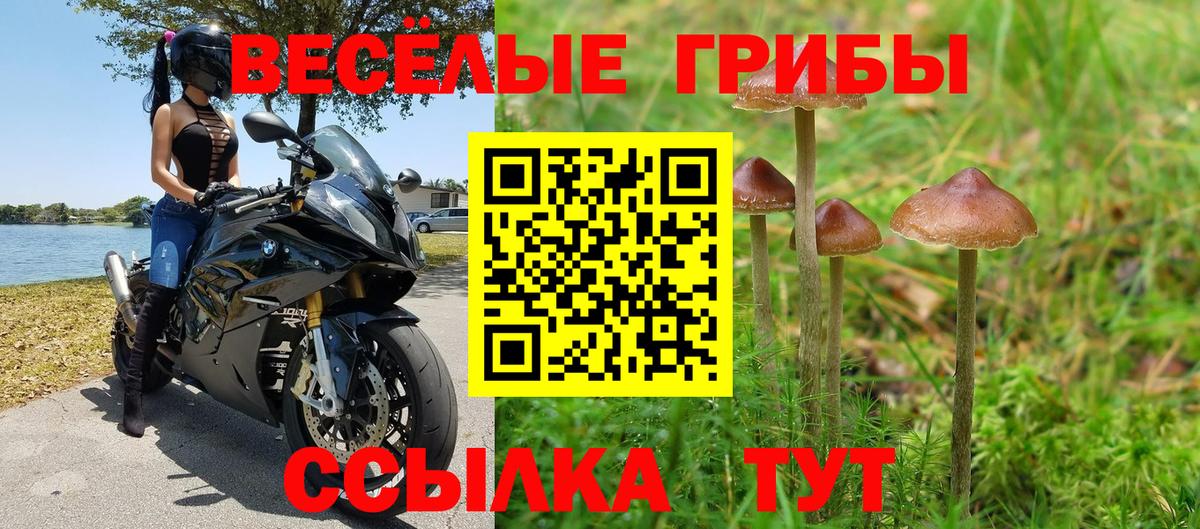 Галлюциногенные грибы Psilocybine cubensis Петропавловск-Камчатский